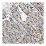 Atlas Antibodies Anti-TAOK3 Antibody