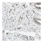 Atlas Antibodies Anti-TAPBP Antibody