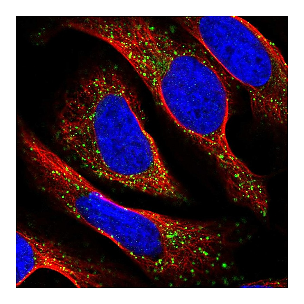 Atlas Antibodies Anti-TAPT1 Antibody
