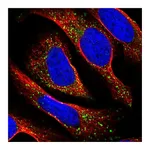 Atlas Antibodies Anti-TAPT1 Antibody