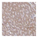 Atlas Antibodies Anti-TAPT1 Antibody