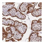 Atlas Antibodies Anti-TARBP2 Antibody