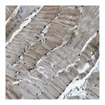 Atlas Antibodies Anti-TARDBP Antibody