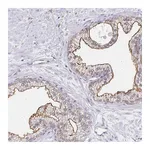 Atlas Antibodies Anti-TAS1R3 Antibody