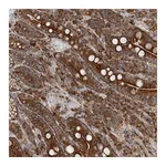 Atlas Antibodies Anti-TAS1R1 Antibody