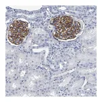Atlas Antibodies Anti-TAS2R1 Antibody