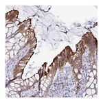 Atlas Antibodies Anti-TAS2R38 Antibody