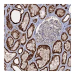 Atlas Antibodies Anti-TAS1R1 Antibody