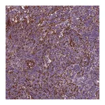 Atlas Antibodies Anti-TAS2R38 Antibody