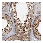 Atlas Antibodies Anti-TAS2R42 Antibody