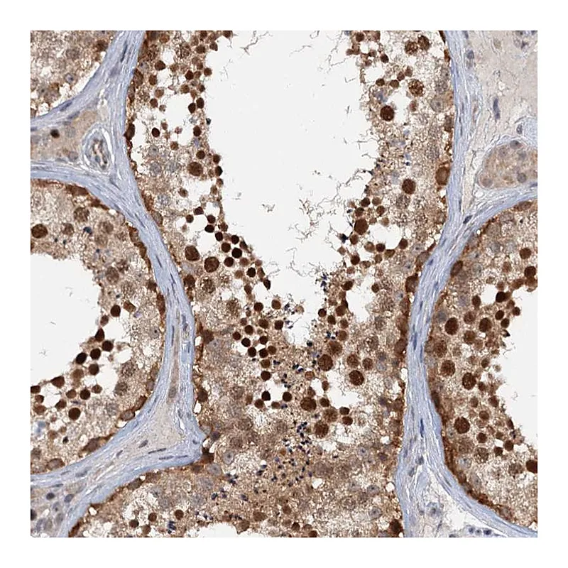 Atlas Antibodies Anti-TAS2R42 Antibody