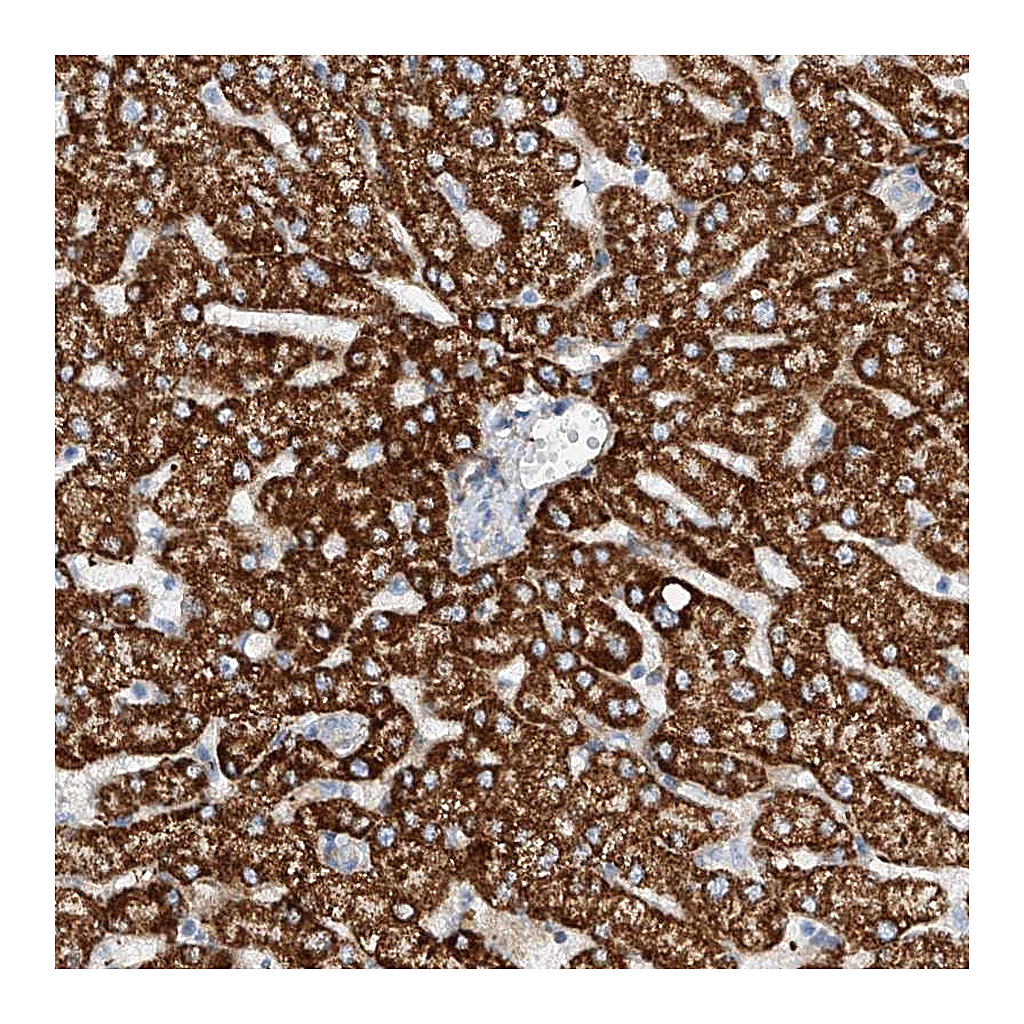 Atlas Antibodies Anti-TAS2R60 Antibody