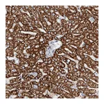 Atlas Antibodies Anti-TAS2R60 Antibody