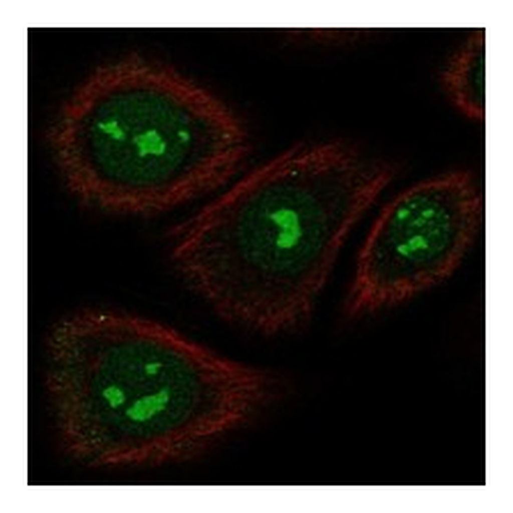 Atlas Antibodies Anti-TAS2R5 Antibody