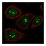 Atlas Antibodies Anti-TAS2R5 Antibody