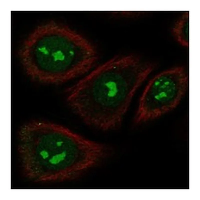 Atlas Antibodies Anti-TAS2R5 Antibody