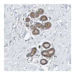 Atlas Antibodies Anti-TATDN1 Antibody