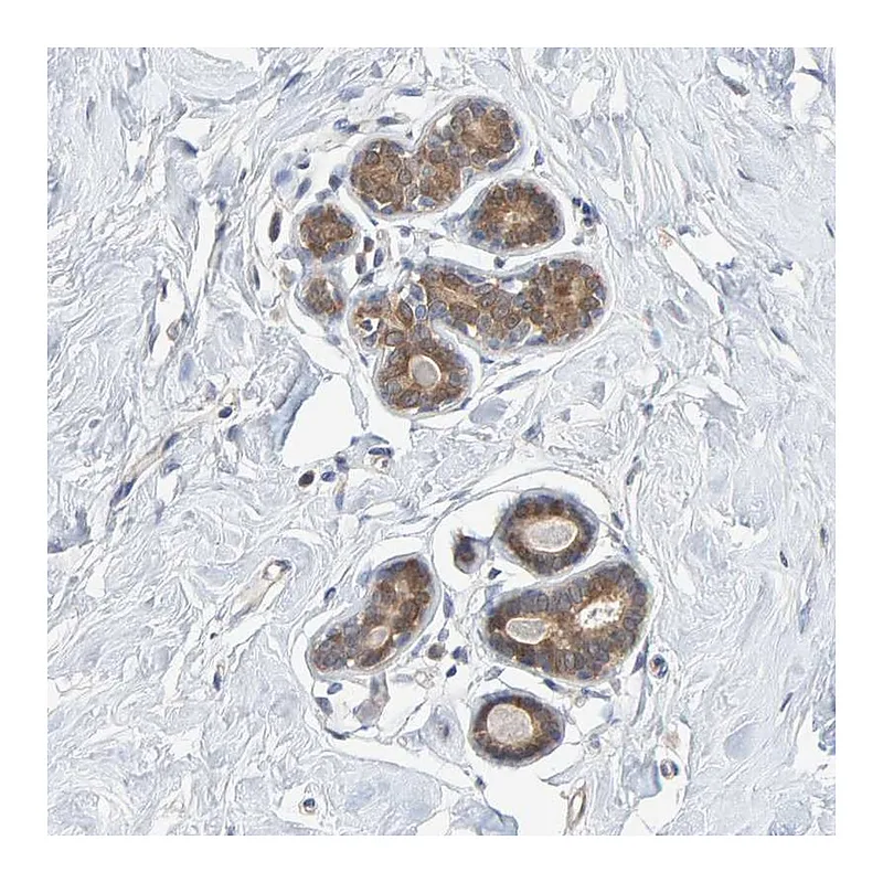 Atlas Antibodies Anti-TATDN1 Antibody