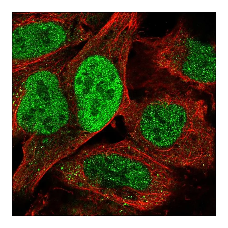 Atlas Antibodies Anti-TATDN2 Antibody