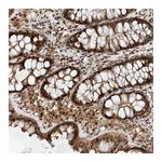 Atlas Antibodies Anti-TATDN3 Antibody