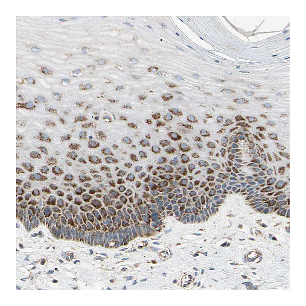 Atlas Antibodies Anti-TBC1D10A Antibody