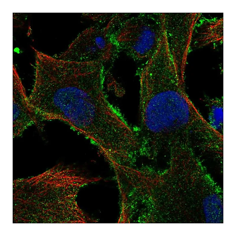 Atlas Antibodies Anti-TBC1D10A Antibody
