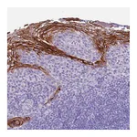 Atlas Antibodies Anti-TBC1D10B Antibody