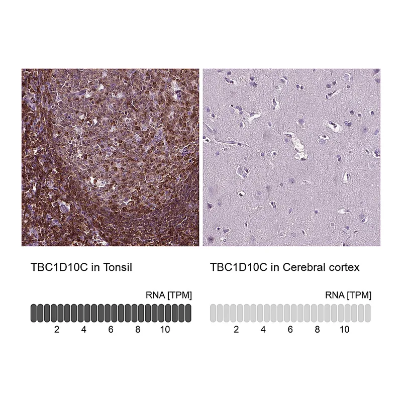 Atlas Antibodies Anti-TBC1D10C Antibody