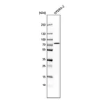 Atlas Antibodies Anti-TBC1D15 Antibody