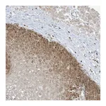 Atlas Antibodies Anti-TBC1D2 Antibody