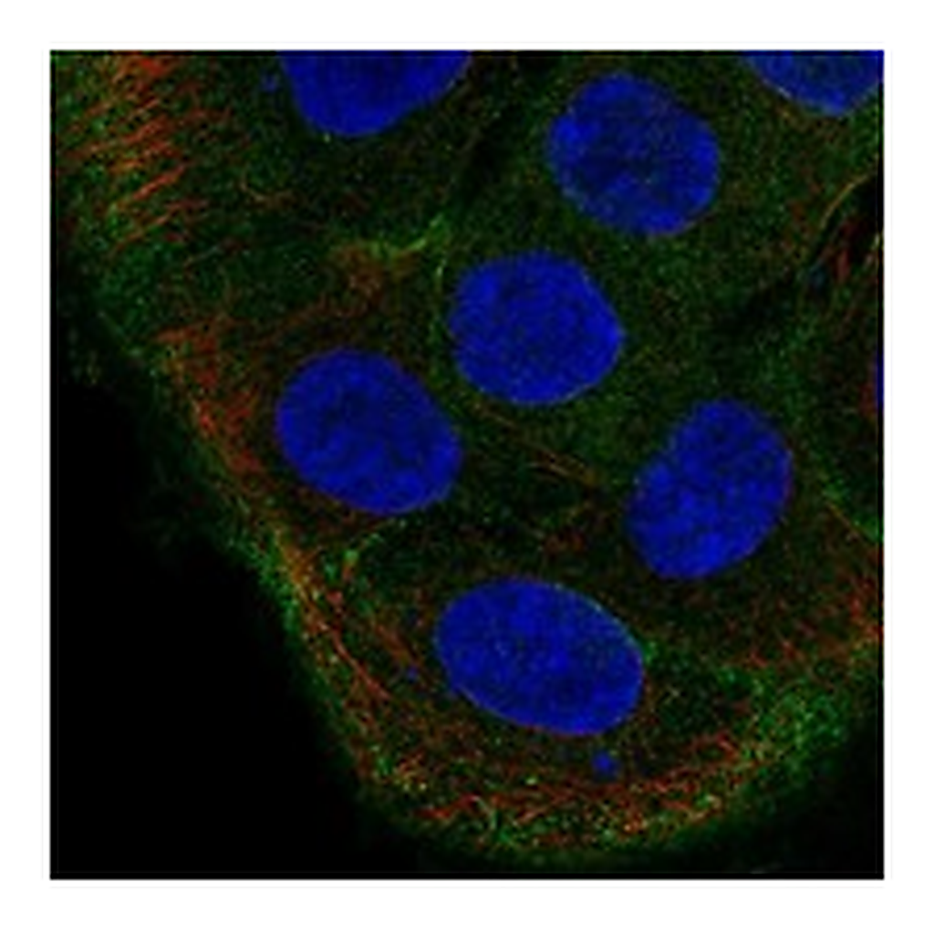 Atlas Antibodies Anti-TBC1D2 Antibody