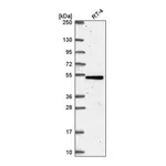 Atlas Antibodies Anti-TBC1D24 Antibody