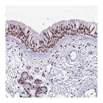 Atlas Antibodies Anti-TBC1D26 Antibody