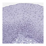 Atlas Antibodies Anti-TBC1D29 Antibody