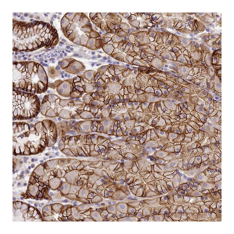 Atlas Antibodies Anti-TBCD Antibody