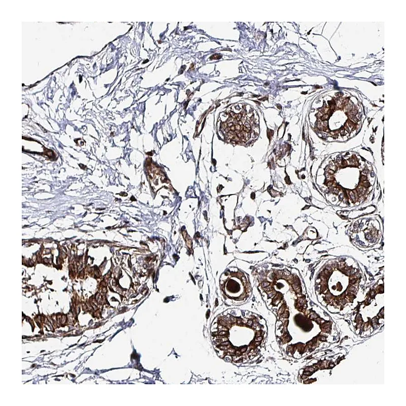 Atlas Antibodies Anti-TBKBP1 Antibody