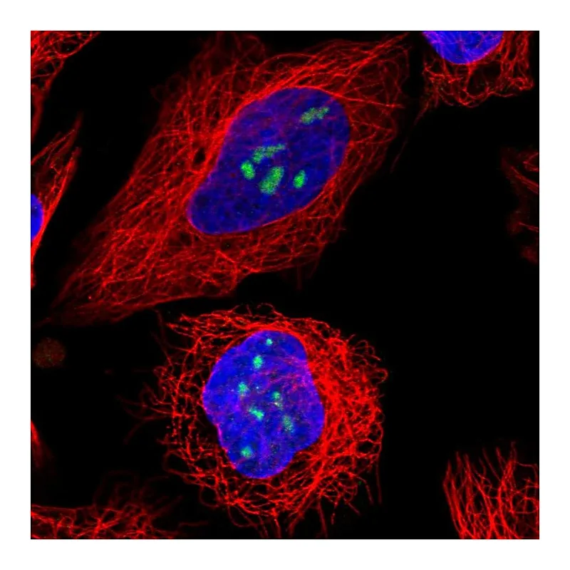 Atlas Antibodies Anti-TBL3 Antibody