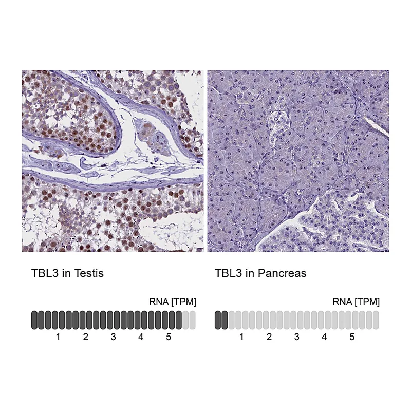 Atlas Antibodies Anti-TBL3 Antibody