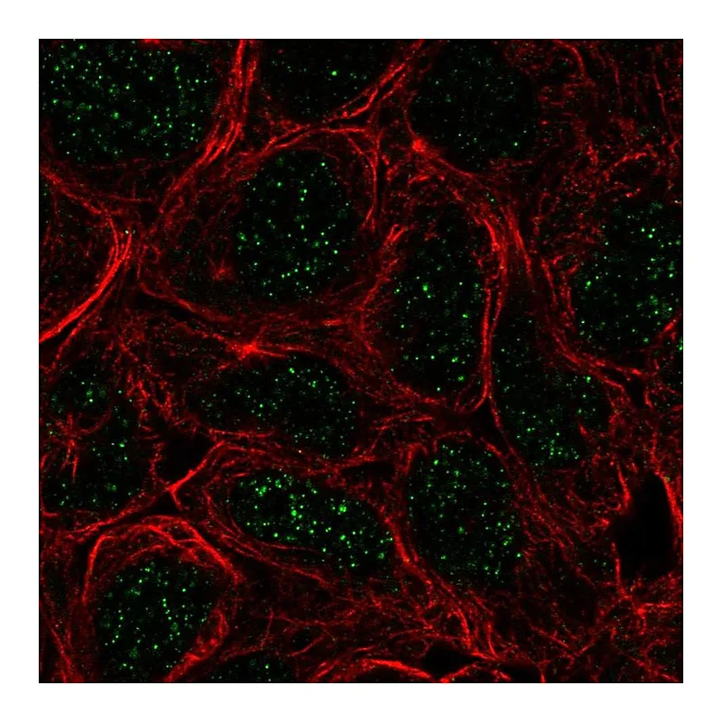 Atlas Antibodies Anti-TBX6 Antibody