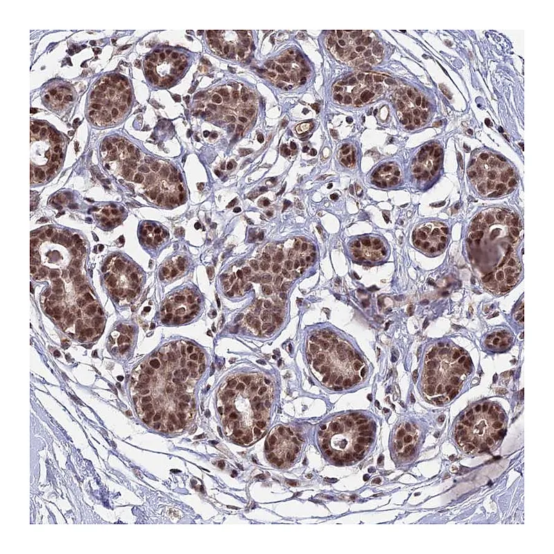 Atlas Antibodies Anti-TCEA2 Antibody