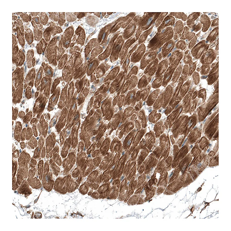 Atlas Antibodies Anti-TCAP Antibody