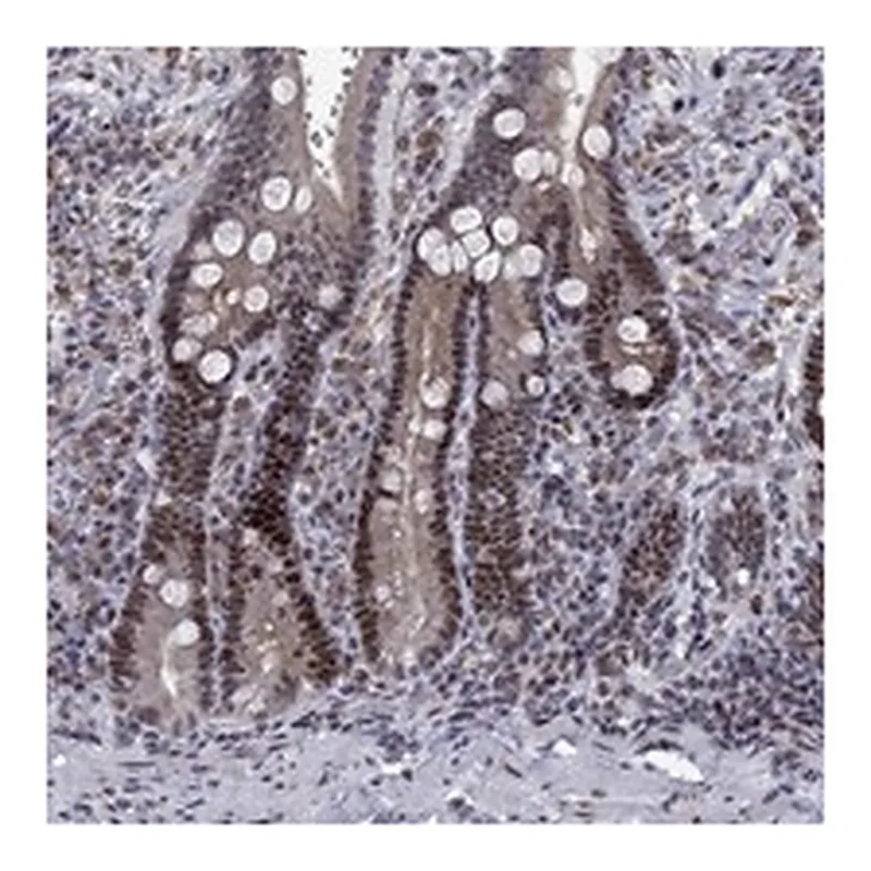 Atlas Antibodies Anti-TCEAL1 Antibody