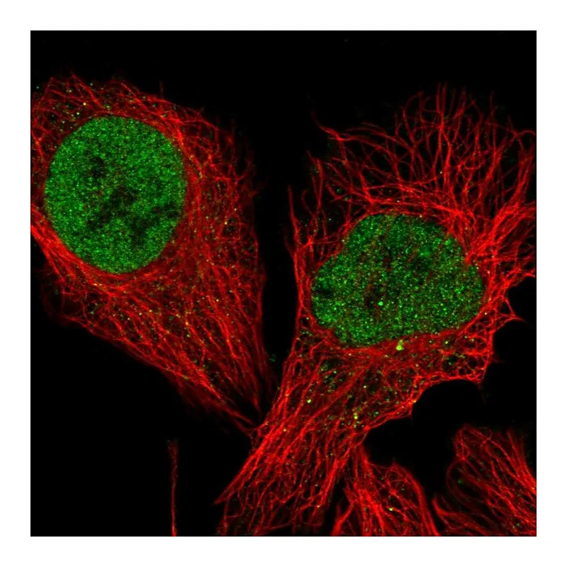 Atlas Antibodies Anti-TCEA3 Antibody
