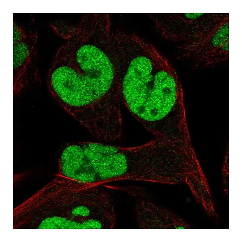 Atlas Antibodies Anti-TCEAL1 Antibody