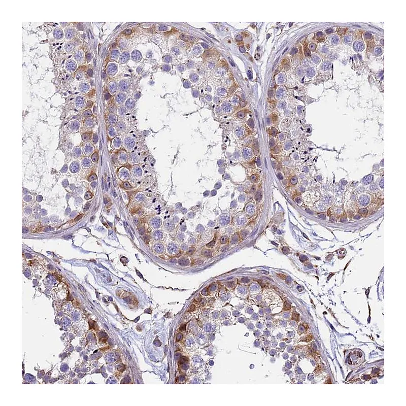 Atlas Antibodies Anti-TCEAL5 Antibody