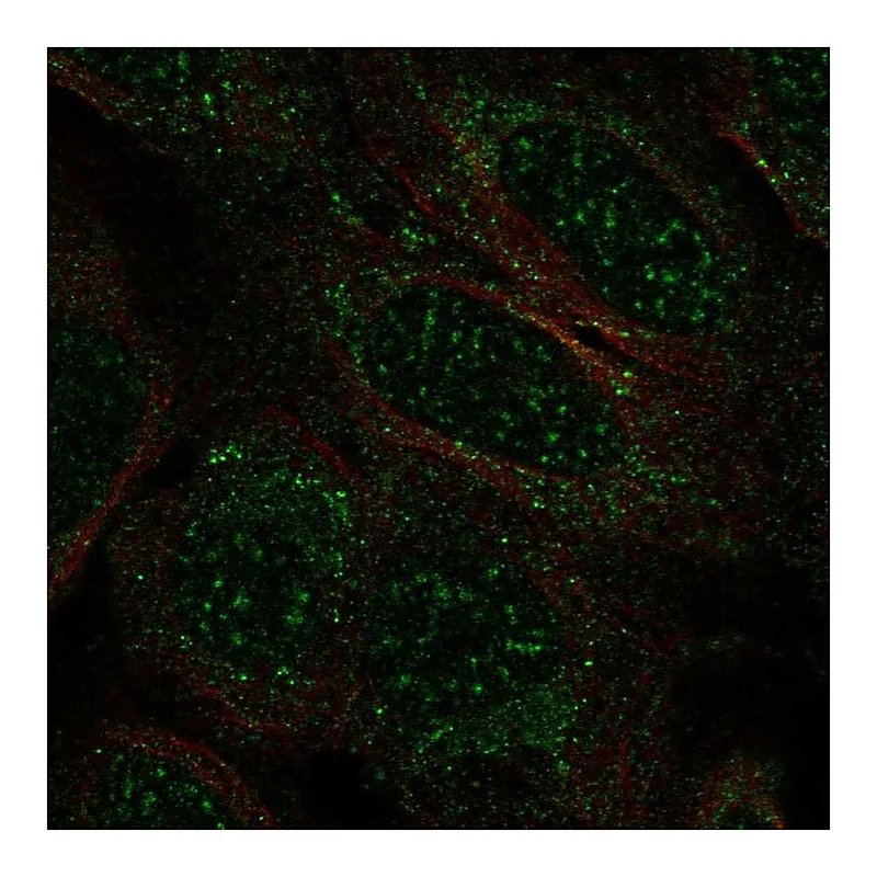 Atlas Antibodies Anti-TCEAL2 Antibody