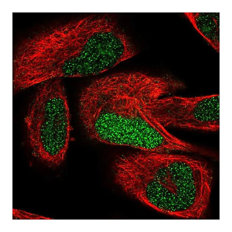 Atlas Antibodies Anti-TCEAL7 Antibody