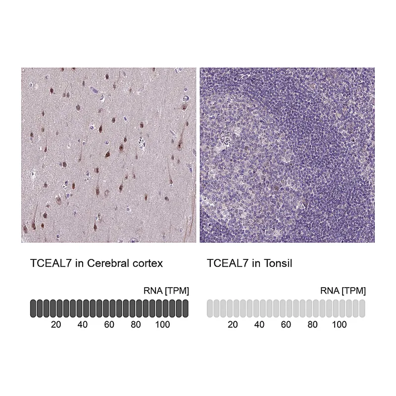 Atlas Antibodies Anti-TCEAL7 Antibody