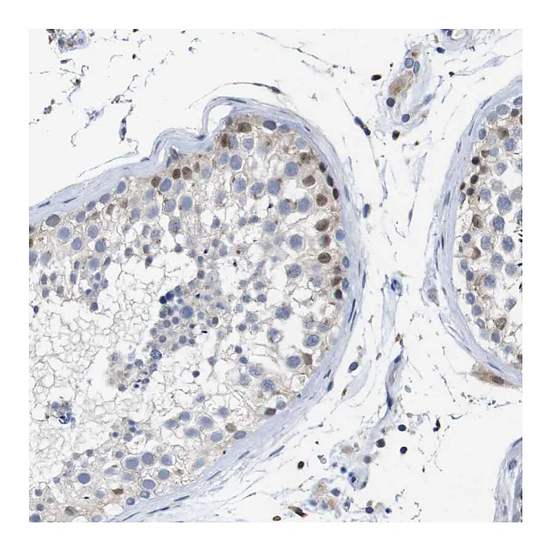 Atlas Antibodies Anti-TCEAL9 Antibody