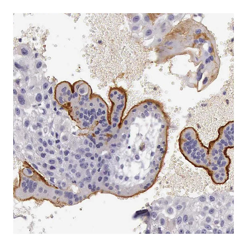 Atlas Antibodies Anti-TCEANC Antibody